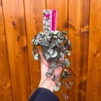Lampášik (Ceropegia woodii) ´SILVER GLORY´ - výška 15-20 cm, kont. P9